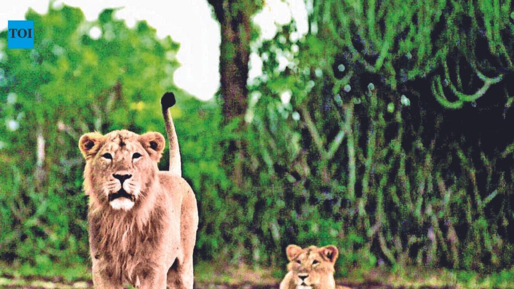 Roar to preserve Gir’s future gets louder | Rajkot News