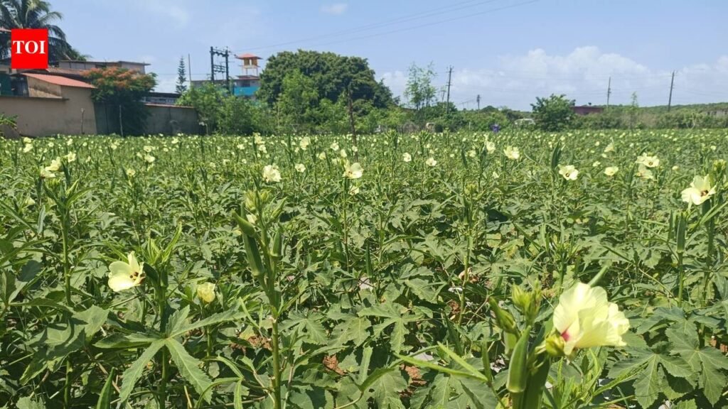 In remote Paliem, two brothers carry out one of the largest single-plot ladyfinger cultivation | Goa News