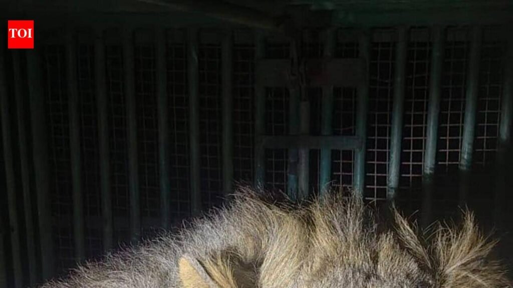 Rabid twist to Jafrabad motorcyclist’s ‘lion attack’ death | Rajkot News