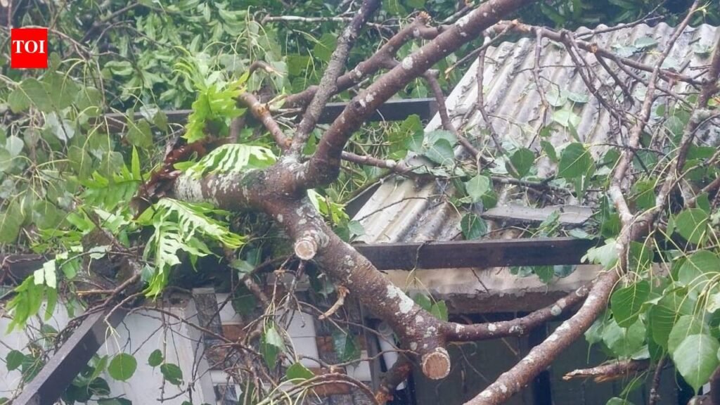 Tree falls, property damage and power outages at Sattari | Goa News