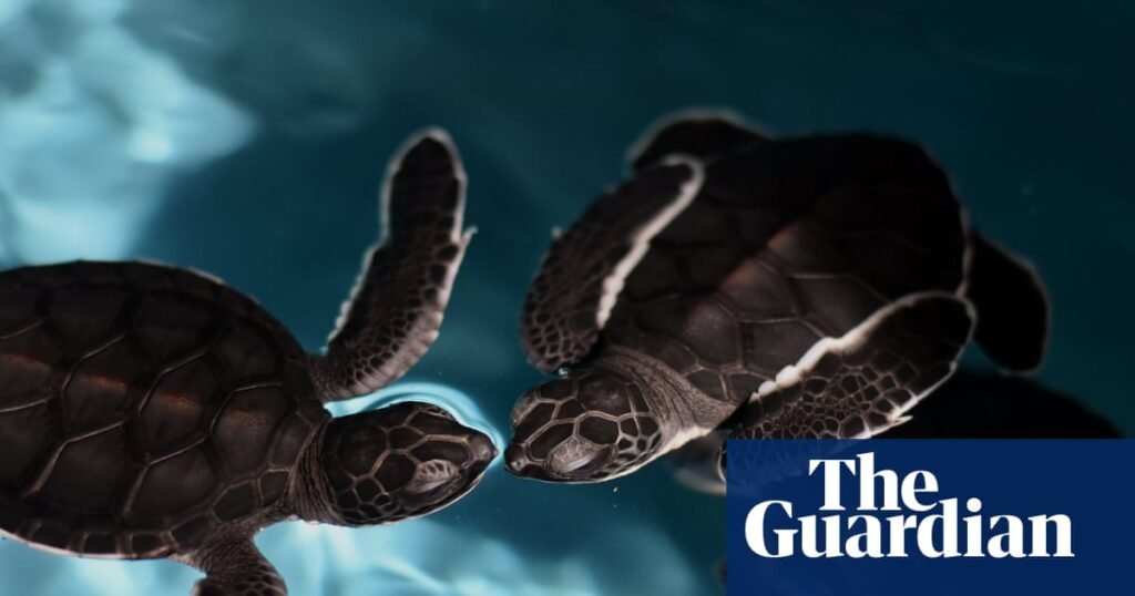 ‘Spy turtles’ and ‘spy fish’ being used to monitor Chinese waters, Beijing claims | China