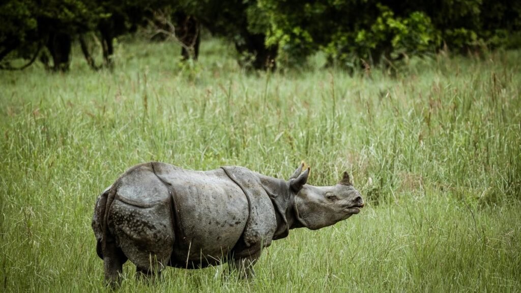Rhino and River in Assam a new eco retreat in Assam