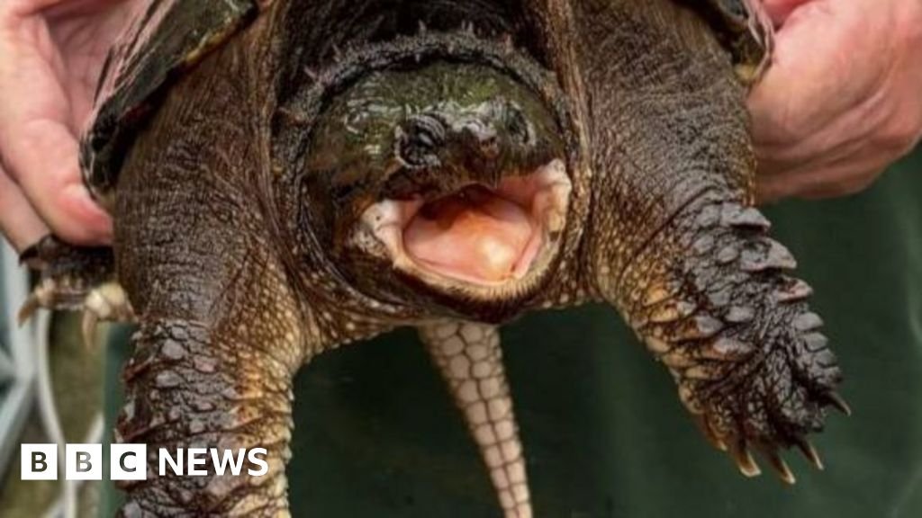 Snapping turtle with sharp bite found near Swansea