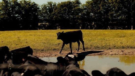 The cattle empire that turned out to be a giant ponzi scheme