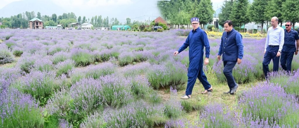 CM calls for commercial adoption of lavender