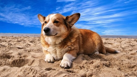 Taking your pet on a summer trip? Vet shares 5 ways to reduce travel stress