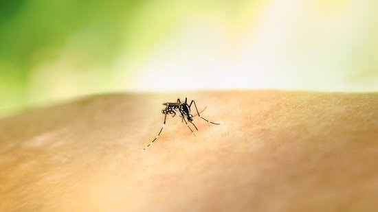 Doctor explains why chronic conditions like diabetes, hypertension and obesity increase the risk of severe dengue