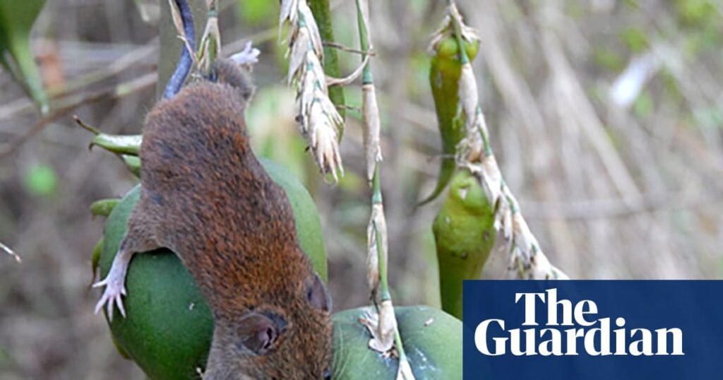 A swarm of stink bugs and a river of rats: why India’s flowering bamboo causes a crisis for humans | Trees and forests