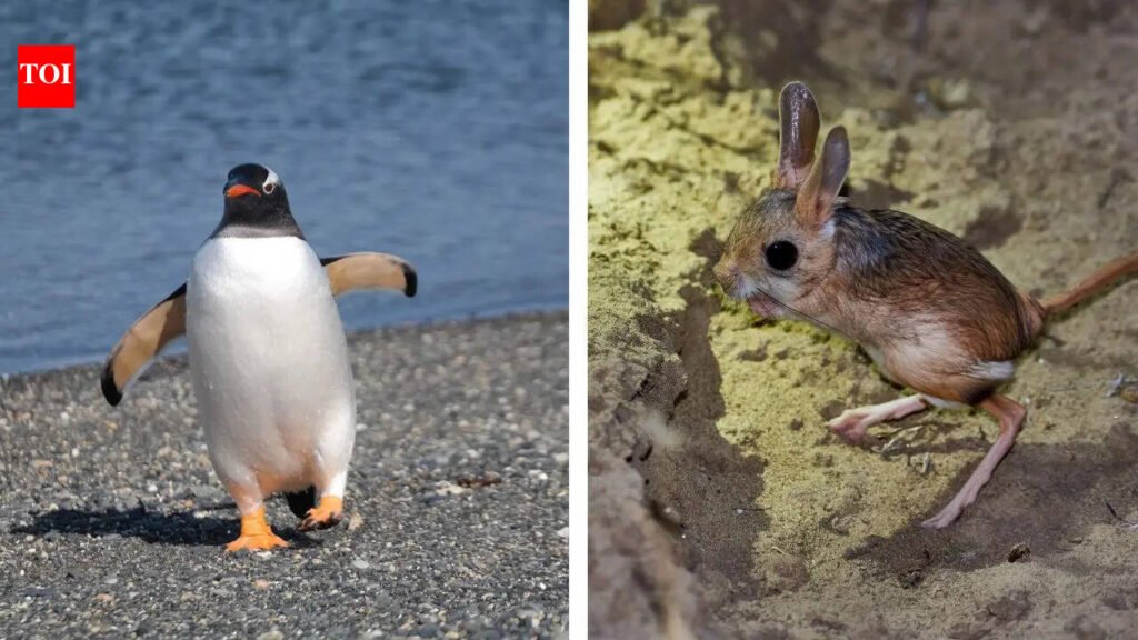 5 bipedal animals that move on two legs in the most unexpected ways