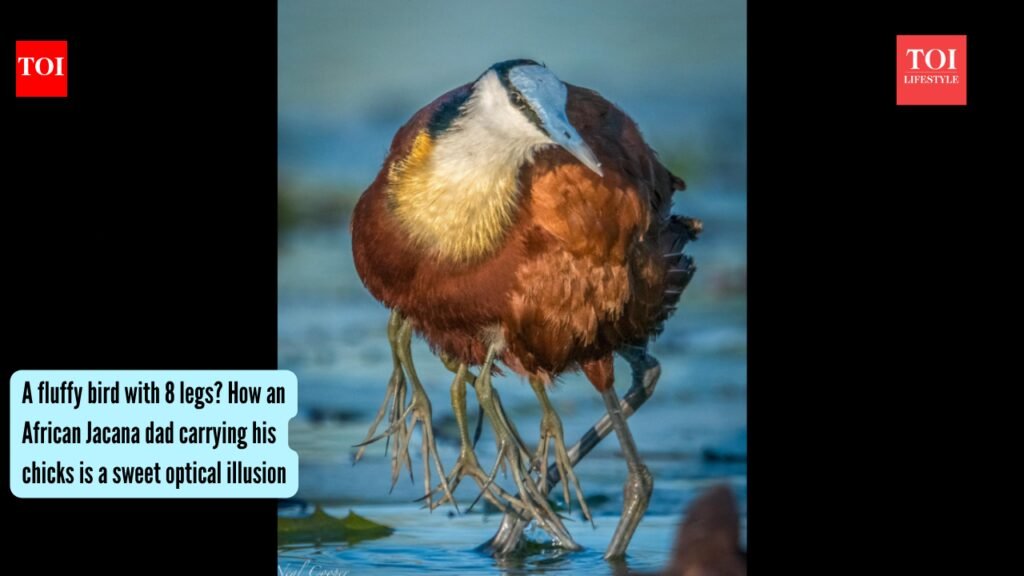 A fluffy bird with 8 legs? How an African Jacana dad carrying his chicks is a sweet optical illusion |