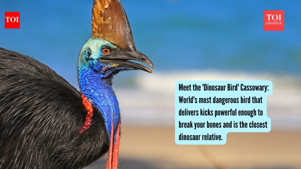 Meet the ‘Dinosaur Bird’ Cassowary: World’s most dangerous bird that delivers kicks powerful enough to break your bones and is the closest dinosaur relative.