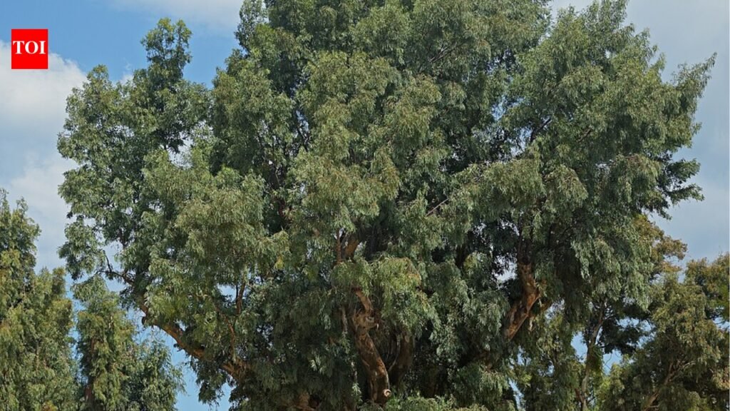 Spain planted millions of fast-growing eucalyptus trees for timber: Decades later, scientists say many have become “green deserts” where native birds and forest life struggle to survive