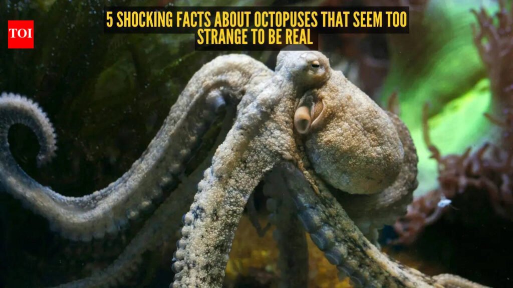 5 shocking facts about octopuses that seem too strange to be real