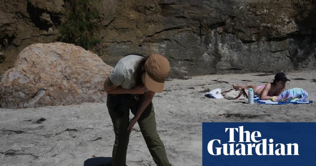 Scientists fear seabird die-off as El Niño looms: ‘We don’t know how bad this is will get’ | San Diego
