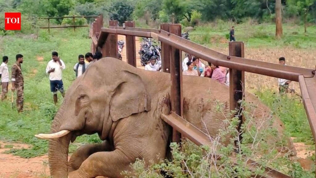 Tusker trapped in railway fence in Karnataka, rescued after hours | Bengaluru News