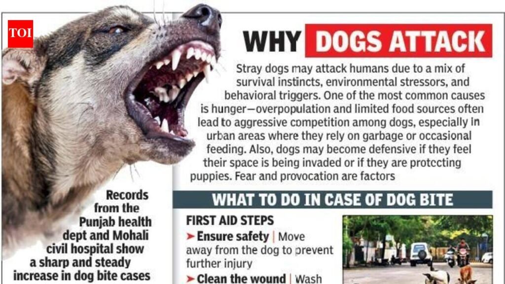 Mohali sees 7 dog-bites in 24 hours, locals seek action | Chandigarh News