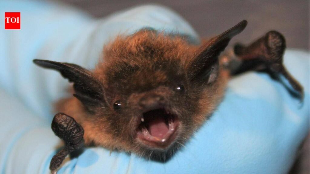 Canada Rabies Incident: Bat on his face, no visible bite: 11-year-old Canadian boy dies of rabies weeks later | World News