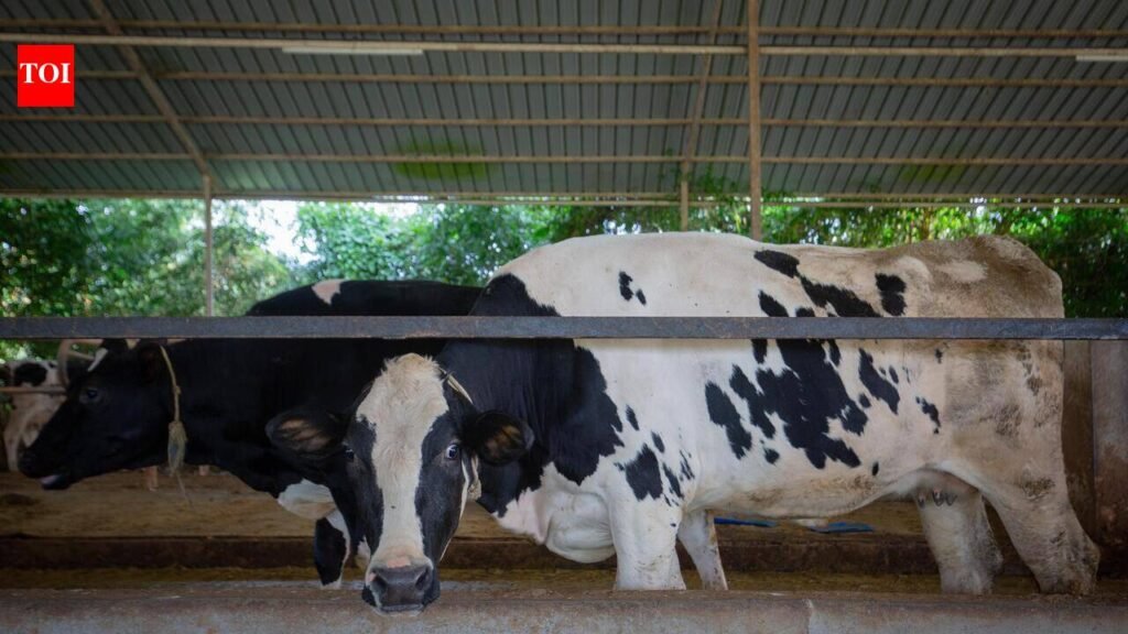 Tripura becomes Northeast’s second-largest milk producer, expands dairy facilities | Kolkata News