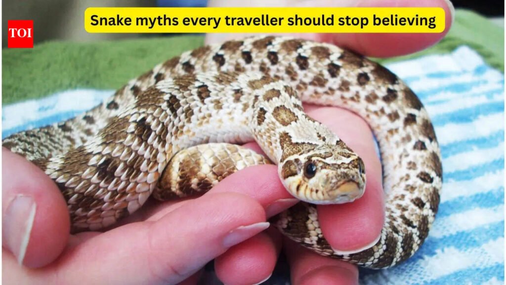 5 snake myths every traveller should stop believing and what nature lover and adventure seeker needs to know