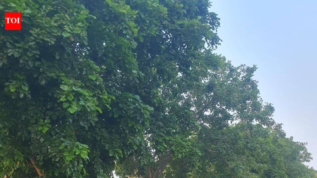 Monsoon near, unpruned trees raise safety concerns in Jaipur | Jaipur News