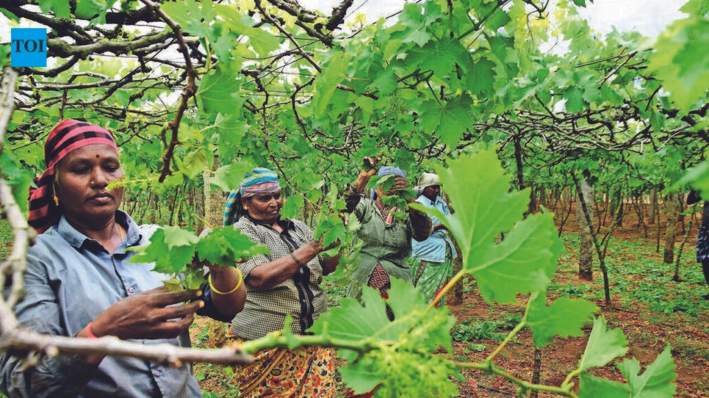 Coimbatore Grape Cultivation Plummets as Farmers Shift to Other Crops | Chennai News
