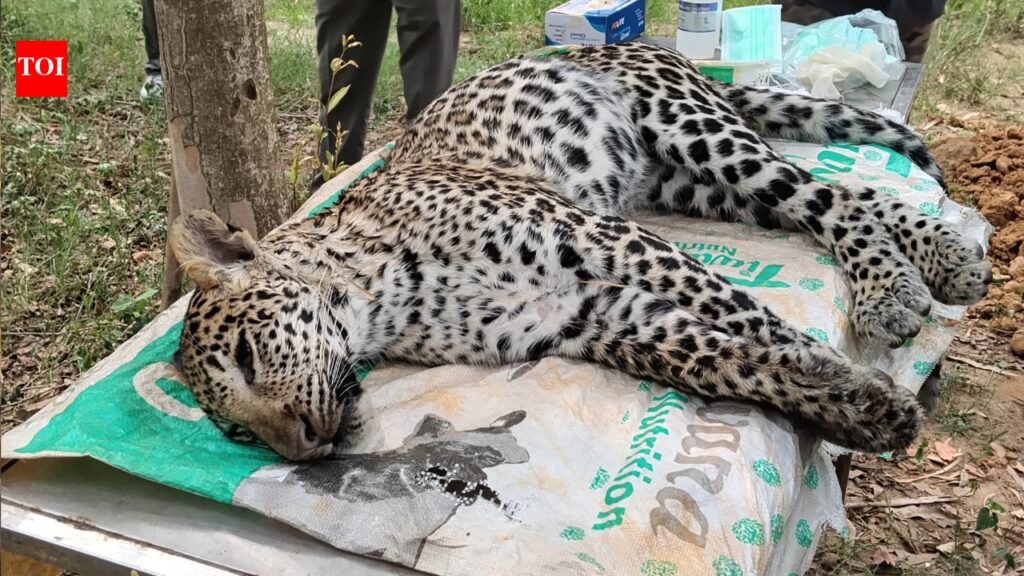 Rare leopard death triggers Canine Distemper Virus alert in Haryana’s Kalesar National Park | Gurgaon News