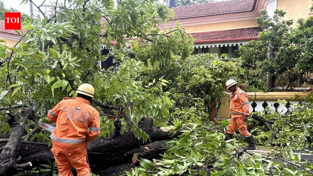 Navi Mumbai Municipal Corporation prunes 7k trees with the advent of monsoon, over 100 trees fell | Mumbai News