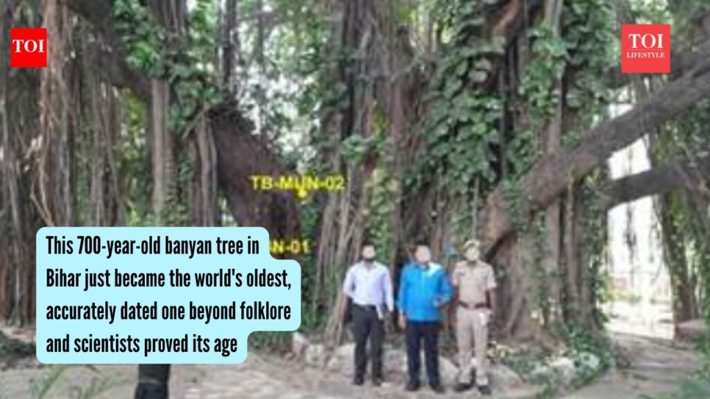 World’S Oldest Banyan Tree: This 700-year-old banyan tree in Bihar just became the world’s oldest, accurately dated one beyond folklore and scientists proved its age