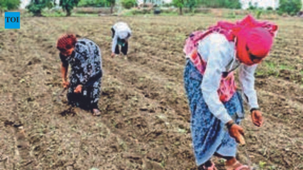 Only 13% of sowing done in Shivamogga district as farmers wait for rain: DC | Mysuru News