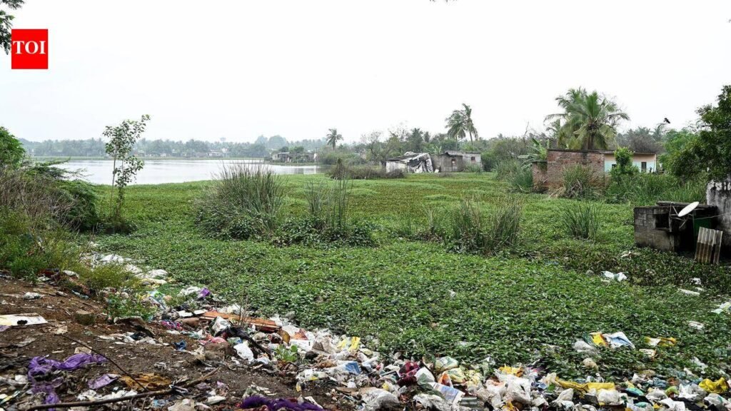 Rajakilpakkam lake shrinks to a trickle | Chennai News