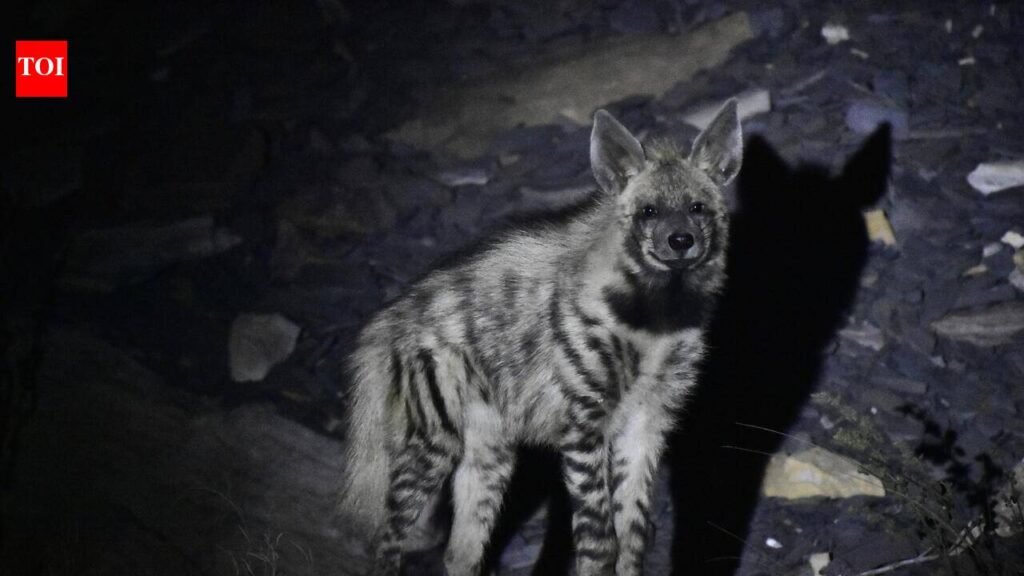 Study maps Bengal-J’khand hyena corridor, finds 30 individuals in W Burdwan mining belt | Kolkata News