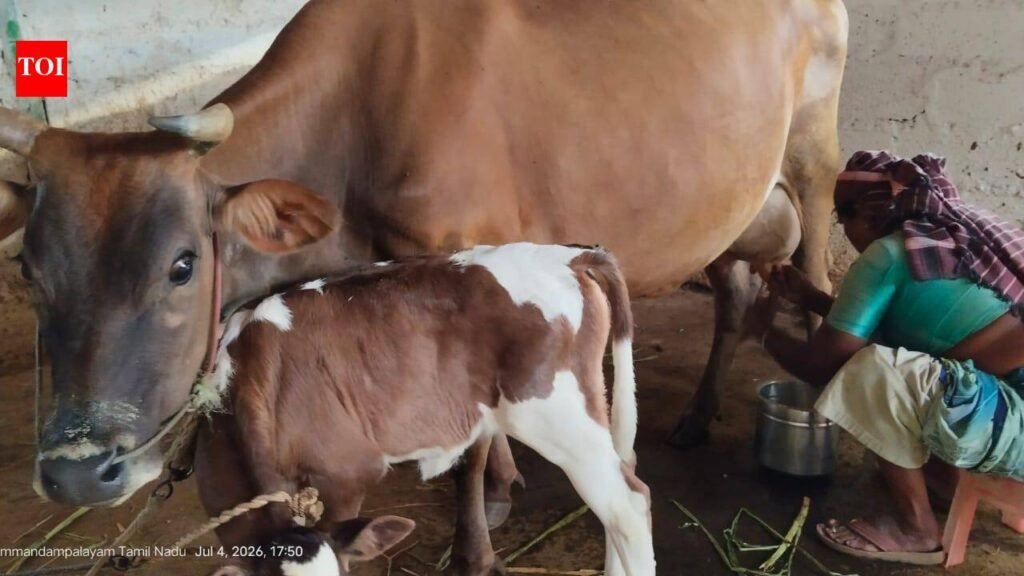Farmers’ group urges TN govt to raise milk procurement price to Rs 50 | Coimbatore News