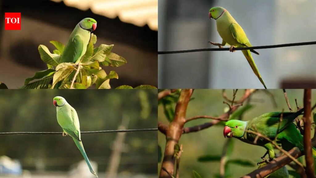 7 Surprising facts about ring-necked parrots you probably didn’t know