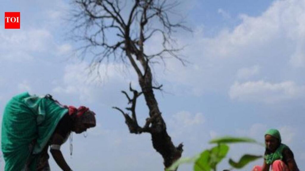 UAS Mandya draws up drought contingency plan for 5 districts | Mysuru News