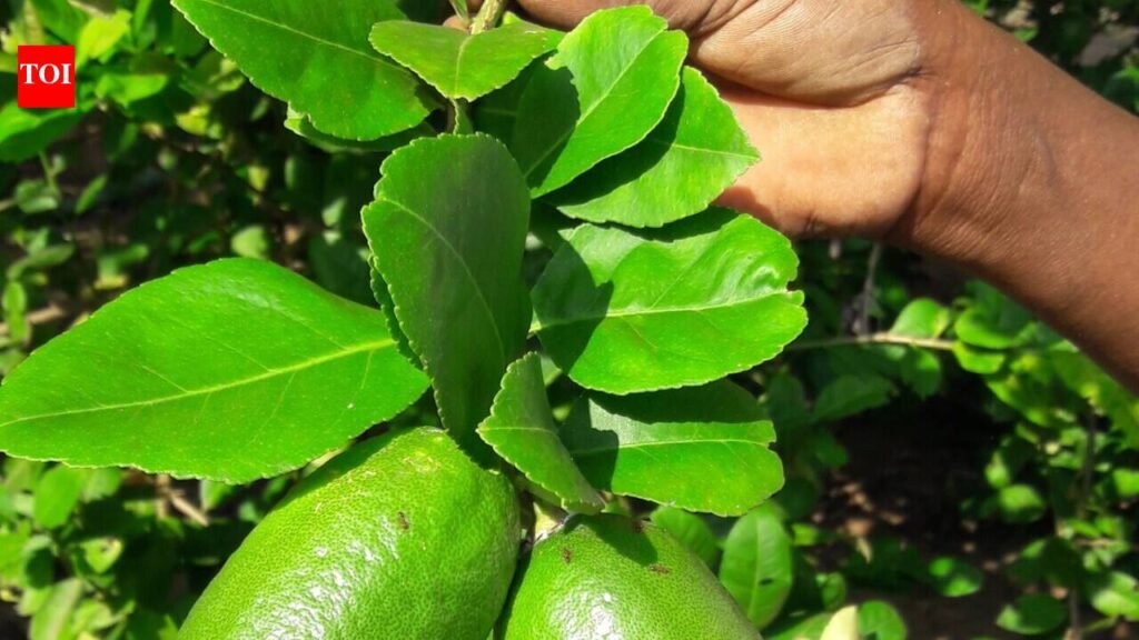 Assam agri university gets patent for coating to extend shelf life of lemons | Guwahati News
