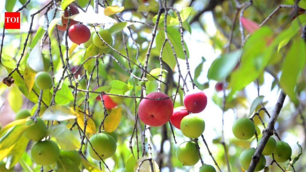 Bicholim farmers to plant 10,000 kokum saplings across taluka | Goa News