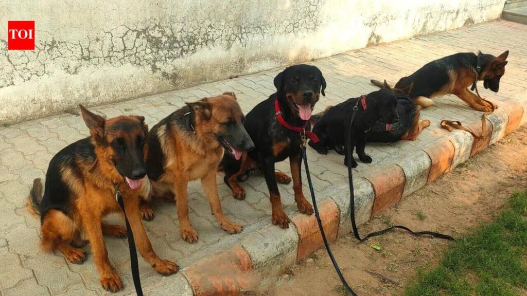 Boneless chicken, eggs, fruits: Kolkata Police plans specialised menu for dog squad | Kolkata News