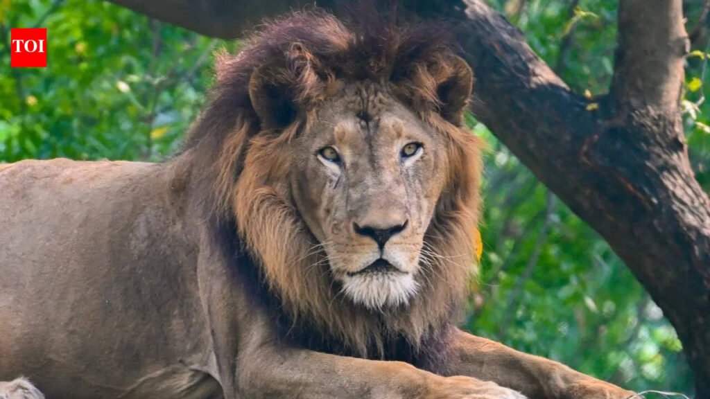 Kanpur Zoo’s oldest lion died of lung rupture, not cancer: IVRI report | Kanpur News