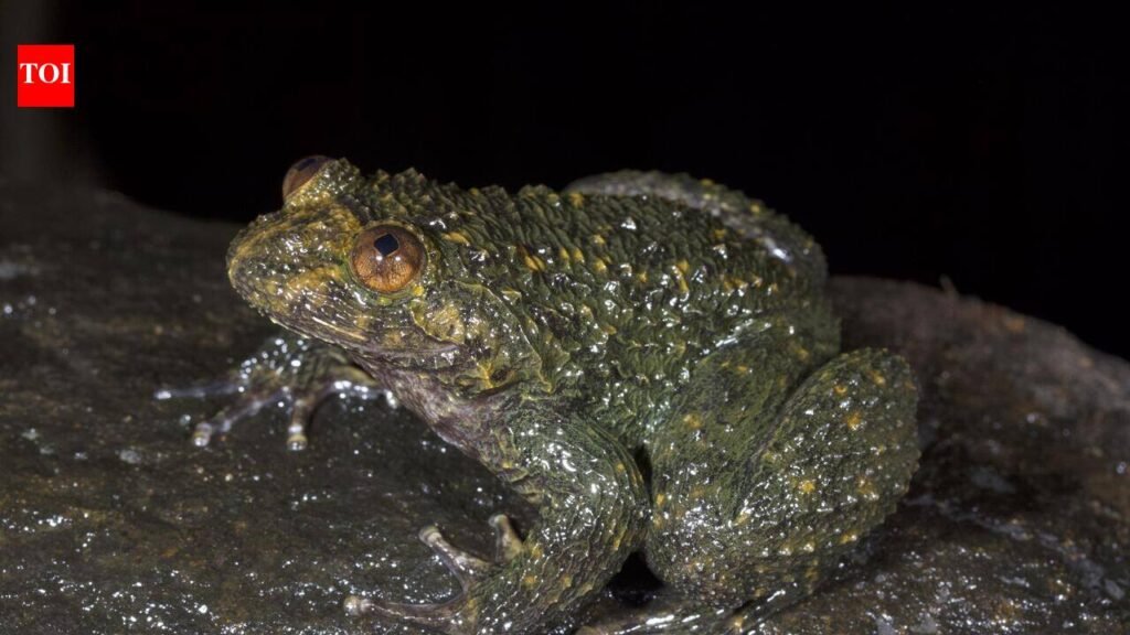 Birds of a feather? No, frogs of a size! | Bengaluru News