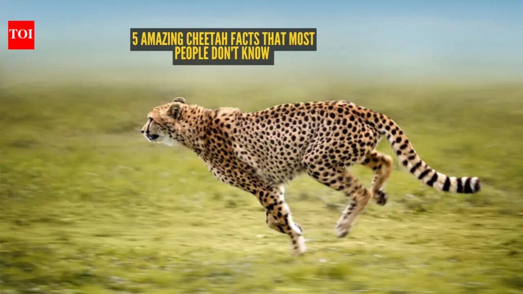 5 amazing cheetah facts that most people don’t know