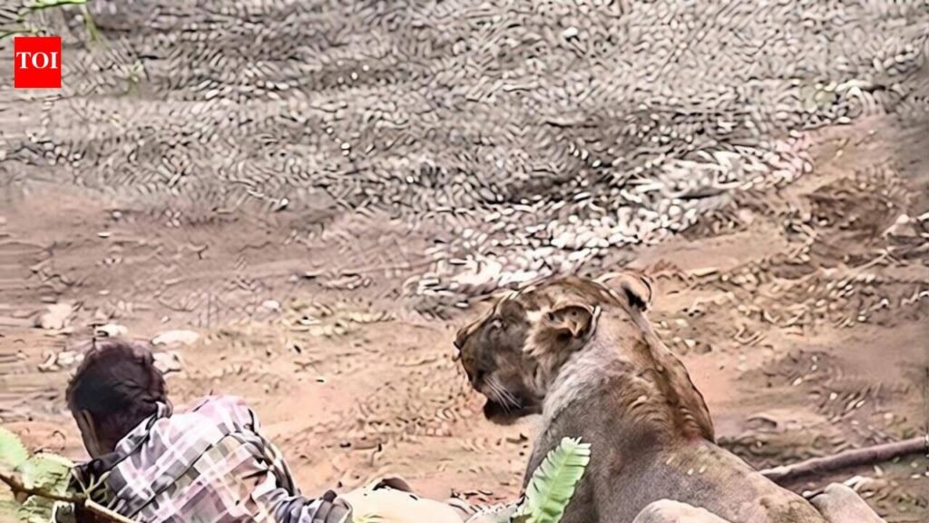 Pinned, not preyed on: Lioness holds herder down for 30 mins, spares him | Ahmedabad News