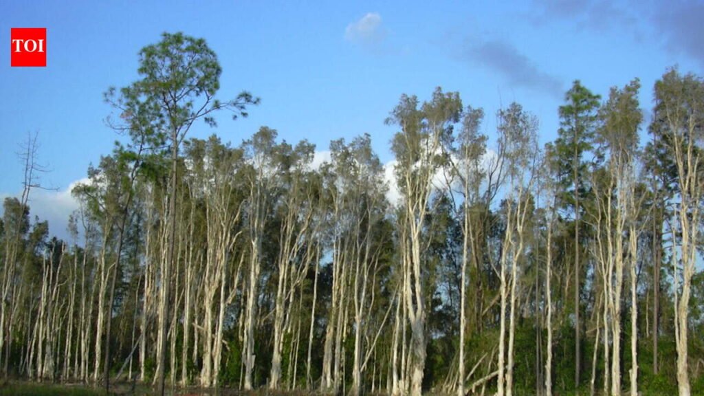 The United States in 1906 planted Australian melaleuca trees to drain Florida’s wetlands, but scientists now say they spread across nearly 500,000 acres, replacing native sawgrass marshes with dense invasive forests that alter fire and water cycles | World News