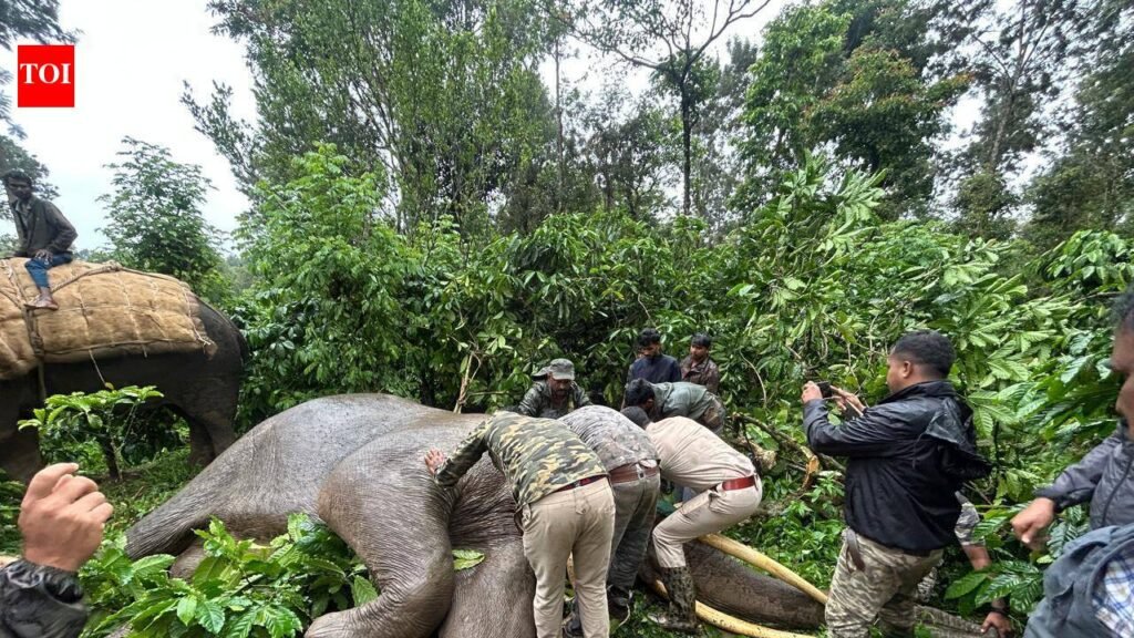 Radio collars fitted to elephants in Madikeri | Mysuru News