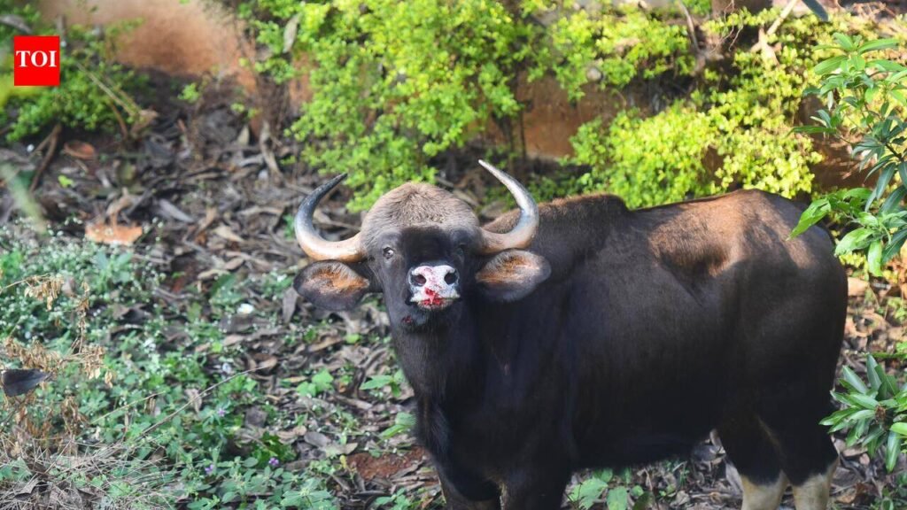 Indian gaur attack kills woman in Chikkamagaluru | Mysuru News