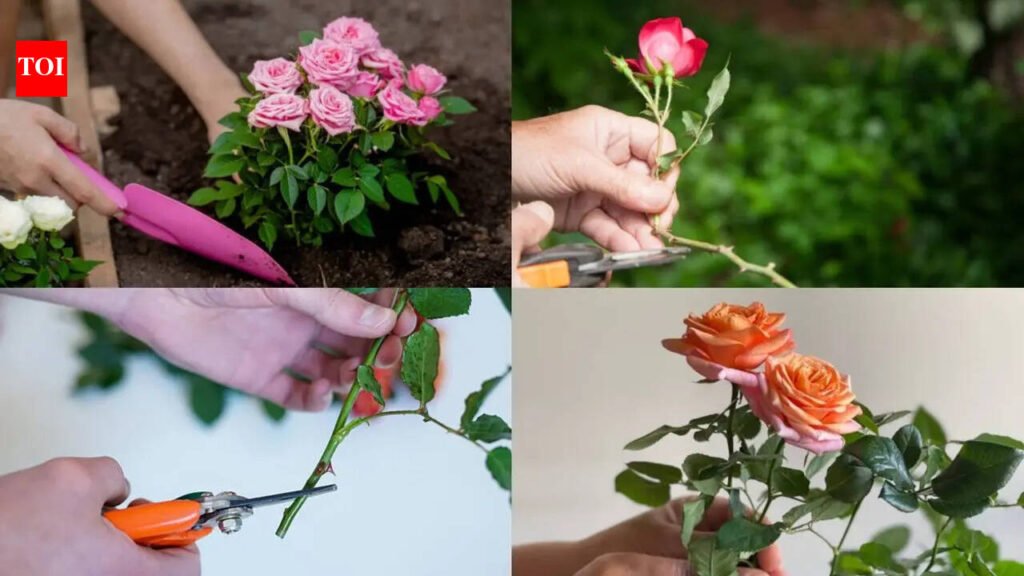 Want bigger, healthier rose blooms? Here’s a beginner’s guide to grafting roses successfully
