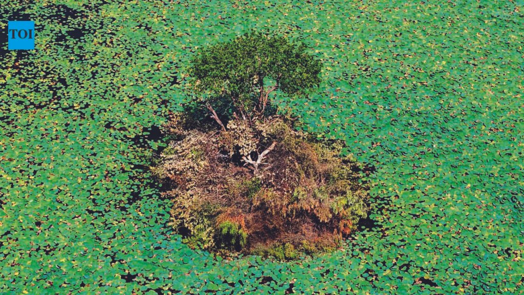 Illegal Lotus Farming Threatens Thamirabarani Wetlands and Livelihoods | Chennai News