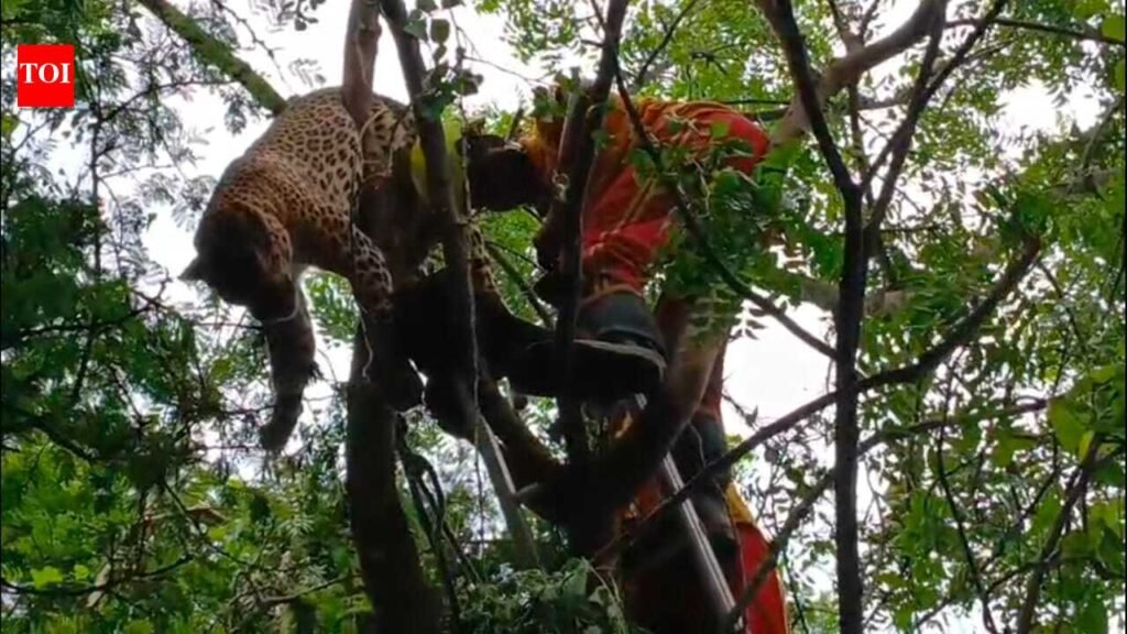 Villagers spot dead leopard hanging from tree | Bhubaneswar News