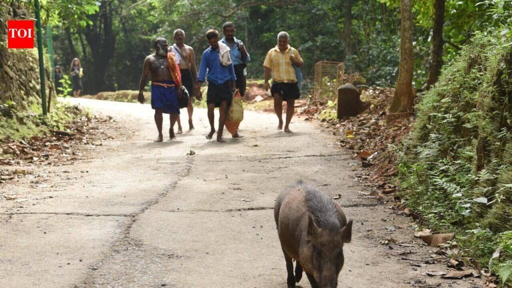Centre rejects Kerala’s request to declare wild boar as vermin | Thiruvananthapuram News