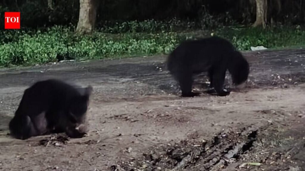 Wild bears stray into Valmikinagar colony, residents spend sleepless night | Patna News