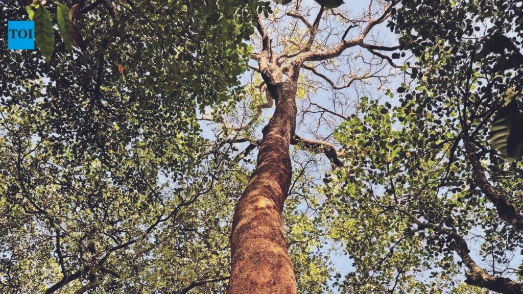 Tamil Nadu Proposes Easing Rosewood Tree Felling Rules, Conservationists Alarmed | Chennai News
